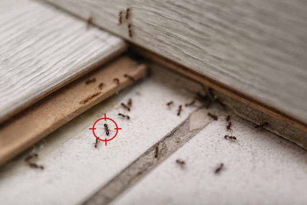 Pest Prevention Services in River Bend, NC